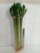 Lotus Bamboo Live Plants 50 cm (24 Sticks) - ChhajedGarden.com