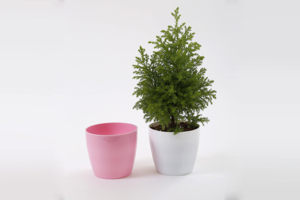 5 Inch Pink Singapore Pot (Pack of 12) - CGASPL