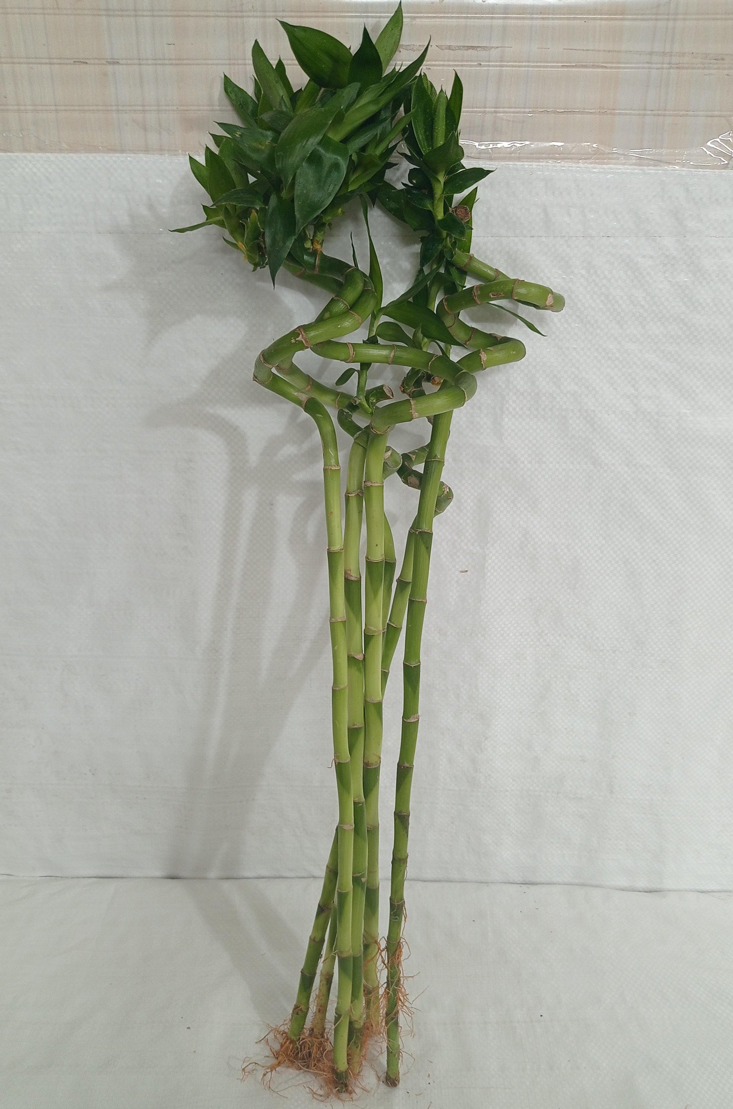 spiral lucky bamboo plant online Buy 60 cm Spiral Stick Lucky Bamboo