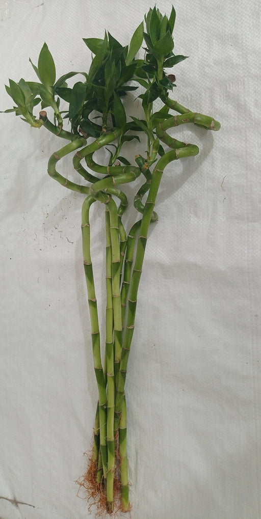 60 cm Spiral Stick Lucky Bamboo (Set of 6 Sticks ) - ChhajedGarden.com