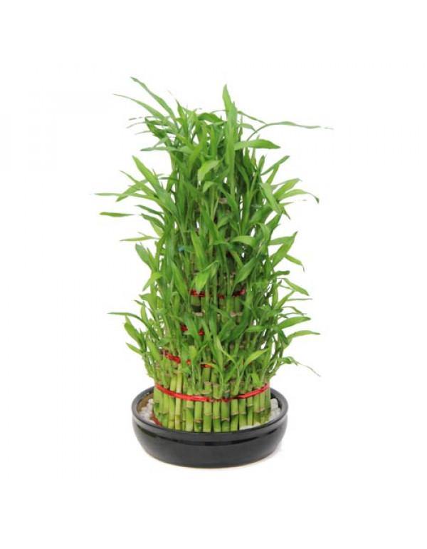 6 lucky bamboo 6 Layer Lucky Bamboo – ChhajedGarden.com