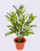 Artificial Aglonema Plant - 2 Feet ( Pack of 2 Plants ) - CGASPL