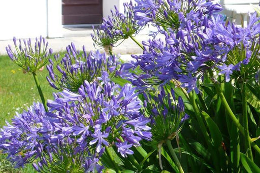 Agapanthus Umbellatus -Blue Flower Bulbs (Pack of 6) - CGASPL