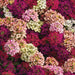 Alyssum Easter Bonnet Mix Flower Seeds - ChhajedGarden.com
