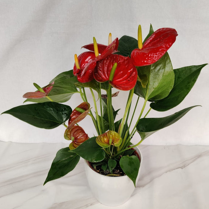 Exotic Anthurium Red Color Small Flowering Plant