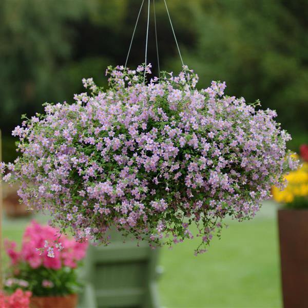 buy plants and seeds online india Bacopa Blutopia Flower Seeds