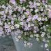 Bacopa Blutopia Flower Seeds - ChhajedGarden.com