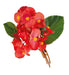 Begonia Interspecific Big Deluxxe Red Green Leaf  Flower Seeds - CGASPL