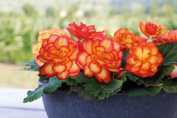 BegoniaTuberhybridaNonstopFire