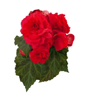 Begonia Tuberhybrida Nonstop Red Flower Seeds - ChhajedGarden.com