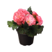Begonia Tuberhybrida Nonstop Rose Picotee Flower Seeds - ChhajedGarden.com