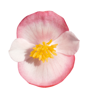 Begonia semperflorens Super Olympia Bicolor Flower Seeds - ChhajedGarden.com