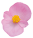 Begonia semperflorens Super Olympia Pink Flower Seeds - ChhajedGarden.com