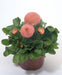 Bellis Tasso Pink Flower Seeds - CGASPL