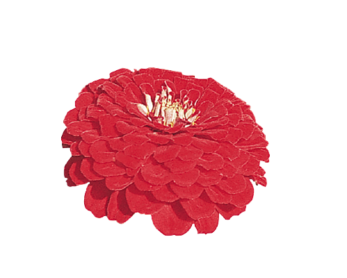 Zinnia Double Benary's Giant Deep Red Flower Seeds - CGASPL