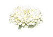 Zinnia Double Benary's Giant White Flower Seeds - CGASPL