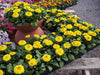Calendula Bon Bon Yellow Flower Seeds - CGASPL