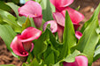 Calla Lily Pink Flower Bulbs (Pack of 10 Bulbs) - CGASPL