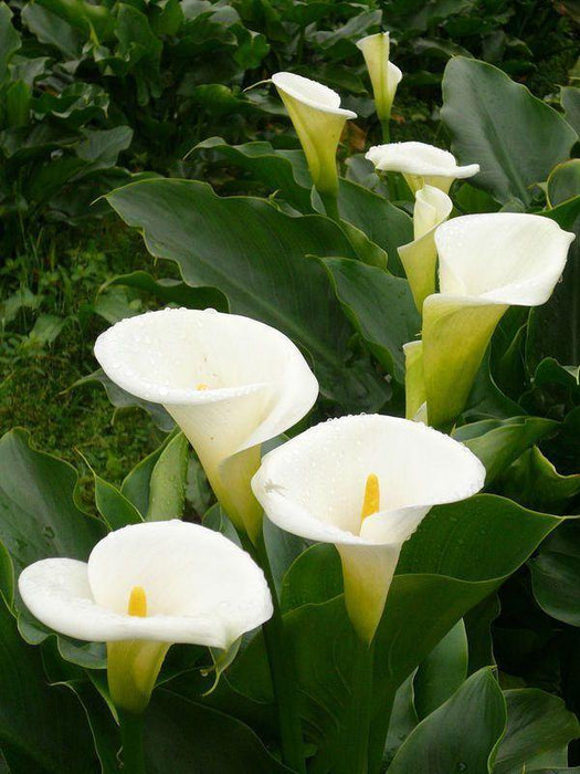 Calla Lily White Flower Bulbs (Pack of 10) - CGASPL