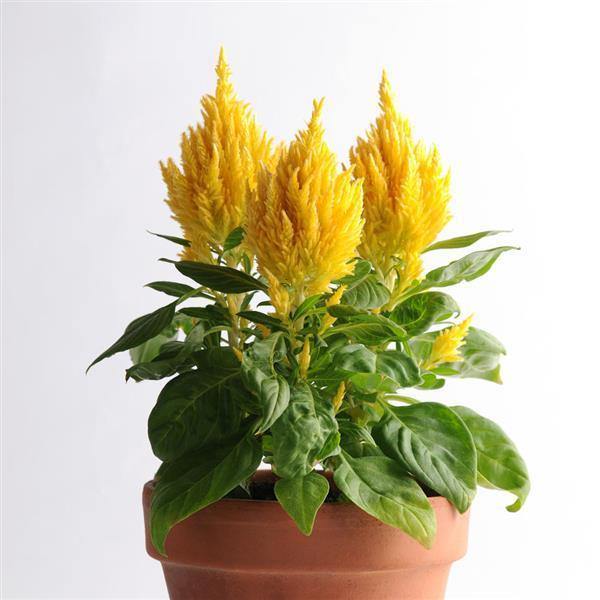 Celosia Plumosa First Flame Yellow Flower Seeds - CGASPL
