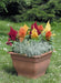 Celosia Plumosa Fresh Look Mix Flower Seeds - ChhajedGarden.com