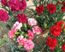 Carnation Can Can Cocktail Party Flower Seeds - CGASPL