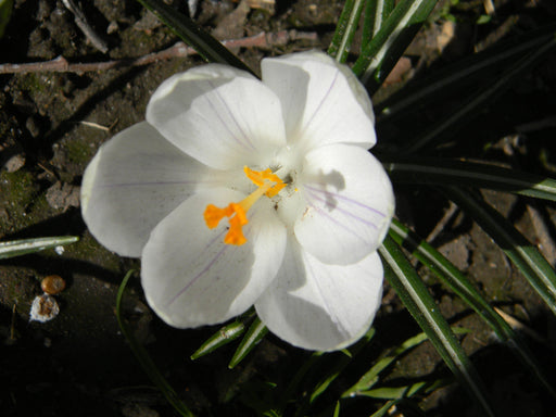 Crocus Jeanne Darc White Flower Bulbs (Pack of 6) - CGASPL