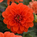 Dahlia Figaro Orange Shades Flower Seeds - CGASPL