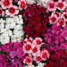 Dianthus Coronet Mix Flower Seeds - ChhajedGarden.com
