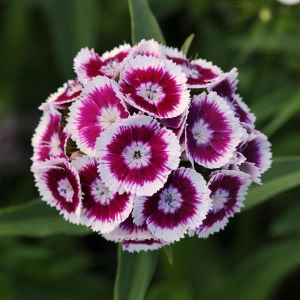 flower seeds india Dianthus Sweet Purple White Bicolor Flower Seeds