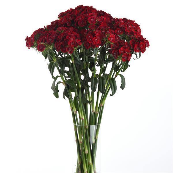 Dianthus Sweet Red Flower Seeds - ChhajedGarden.com