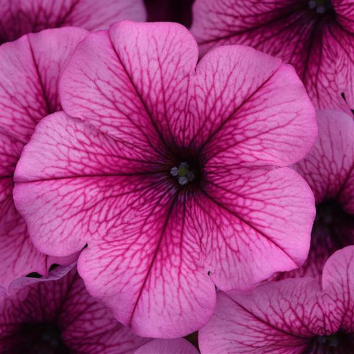 Petunia F1 Spreading Easy Wave Rose Fusion Flower Seeds - CGASPL