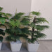 Artificial Fan Palm Plant 24 leaves   - 4 Feet Approx - CGASPL