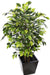 Artificial Ficus  Plant Natural Stick -4 Feet - CGASPL