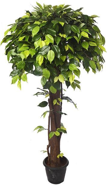 Artificial Ficus Topiary Plant in Coffee wood -4 Feet - CGASPL