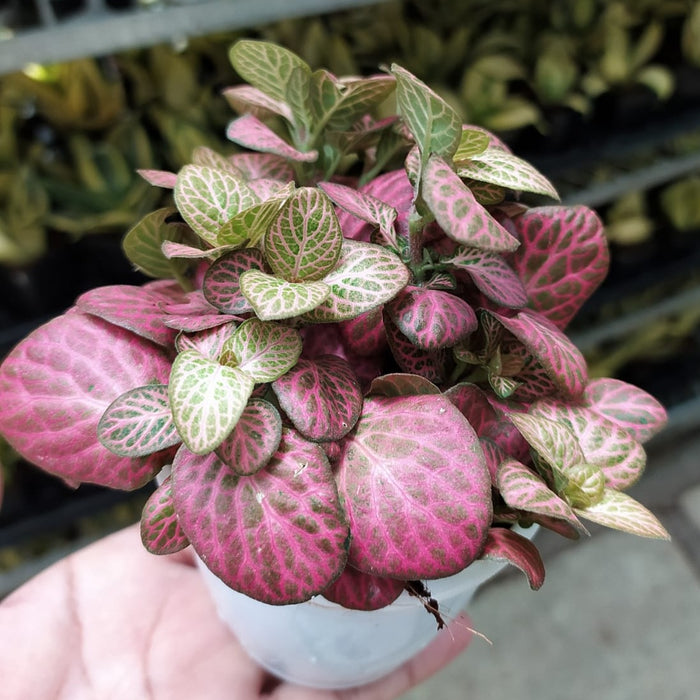 Fittonia Pink-Green Plant