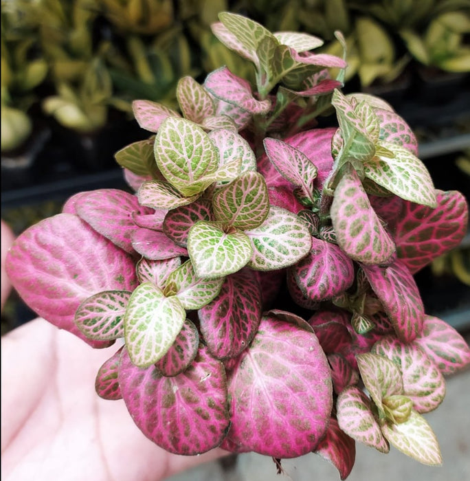 Fittonia Pink-Green Plant