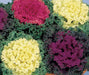 Ornamental Cabbage Nagoya Mix Flower Seeds - CGASPL
