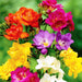 Freesia Mixed Flower Bulbs (Pack of 10) - CGASPL