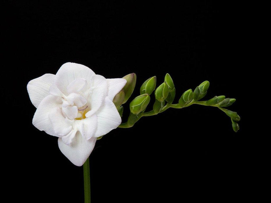 Freesia White Flower Bulbs (Pack of 6) - CGASPL