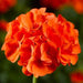 Geranium Maverick Orange Flower Seeds - CGASPL