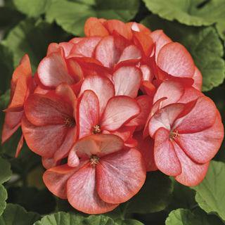 geranium flower seeds online india Geranium Maverick Scarlet Picotee Flower Seeds