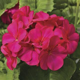 geranium flower seeds online india Geranium Maverick Violet Picotee Flower Seeds
