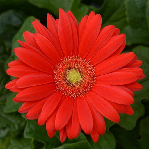 Gerbera ColorBloom Red Light Eye Flower Seeds - CGASPL
