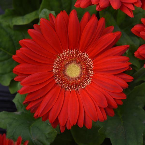gerbera flower seeds online india Gerbera Mega Revolution Scarlet Red Light Eye Flower Seeds