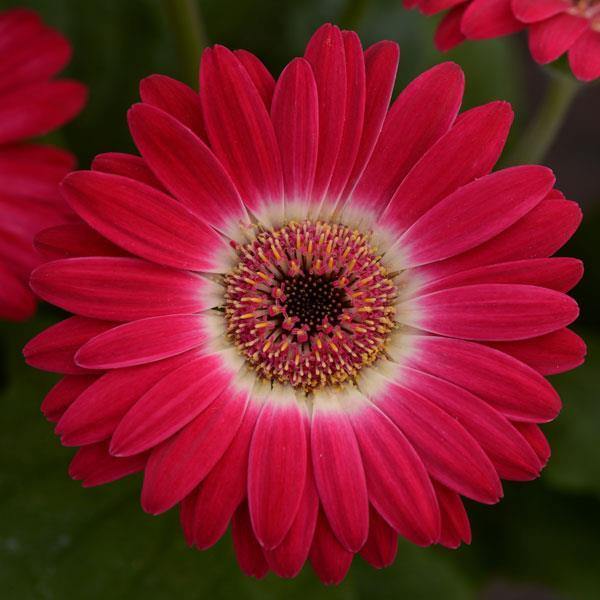 gerbera flower seeds online india Gerbera Revolution Bicolor Rose White Flower Seeds