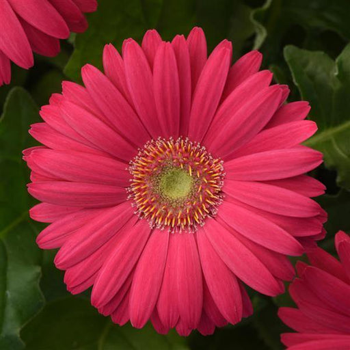 Gerbera Revolution Deep Pink Light Eye Flower Seeds - CGASPL