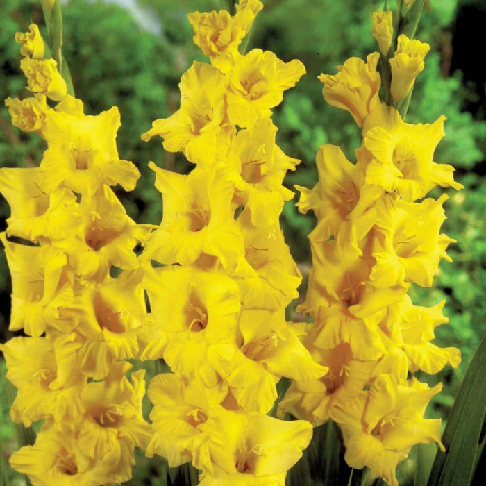 Gladiolus Novalux Yellow Color Flower Bulbs (Pack of 12 Bulbs) - CGASPL