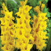 Gladiolus Novalux Yellow Color Flower Bulbs (Pack of 12 Bulbs) - CGASPL