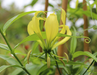 Gloriosa Yellow Flower Bulbs (Pack of 6) - CGASPL